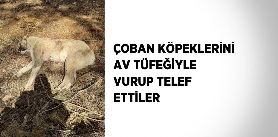 ÇOBAN KÖPEKLERİNİ AV TÜFEĞİYLE VURUP TELEF ETTİLER