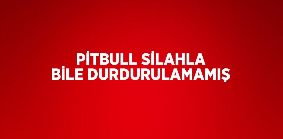 PİTBULL SİLAHLA BİLE DURDURULAMAMIŞ