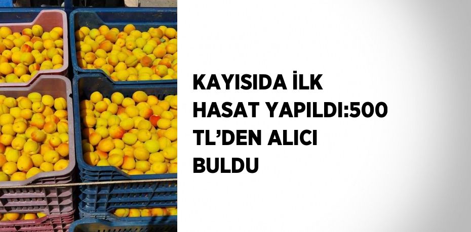 KAYISIDA İLK HASAT YAPILDI:500 TL’DEN ALICI BULDU