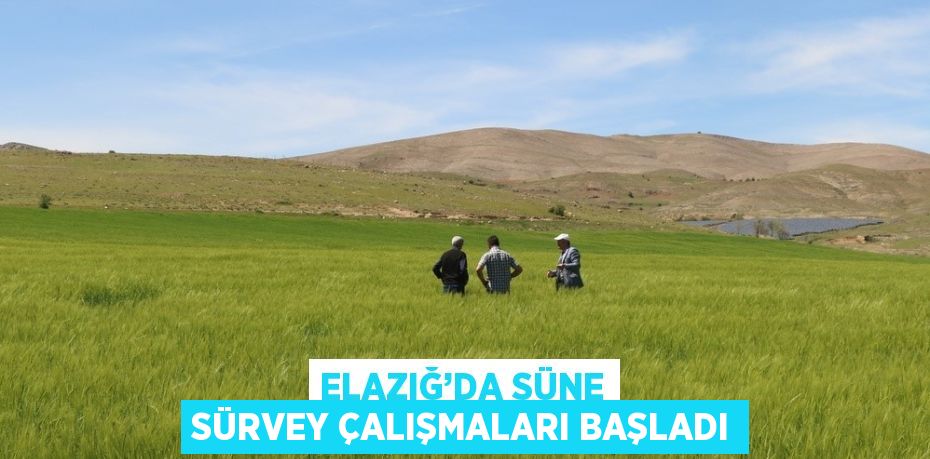 ELAZIĞ’DA SÜNE SÜRVEY ÇALIŞMALARI BAŞLADI