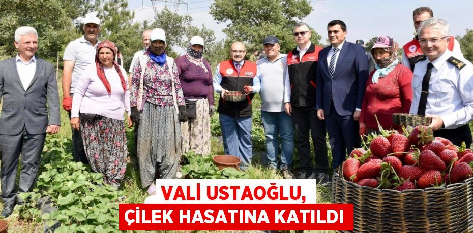 VALİ USTAOĞLU, ÇİLEK HASATINA KATILDI