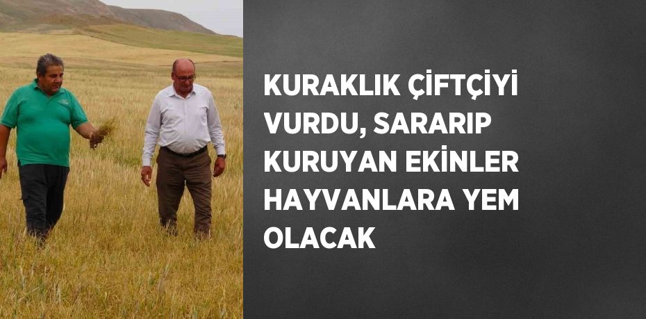 KURAKLIK ÇİFTÇİYİ VURDU, SARARIP KURUYAN EKİNLER HAYVANLARA YEM OLACAK