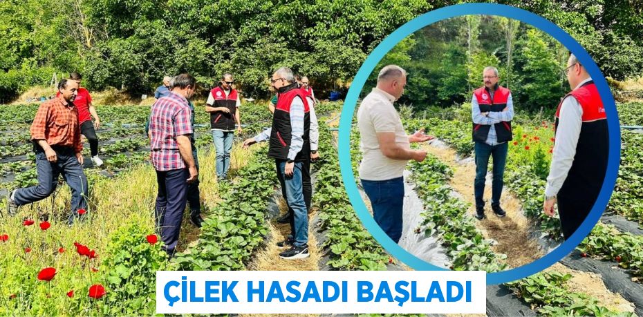 ÇİLEK HASADI BAŞLADI