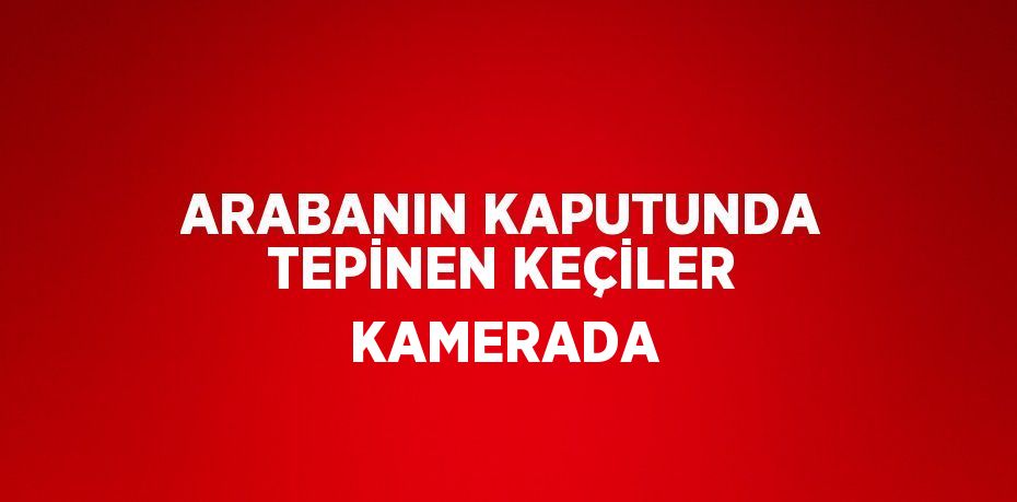 ARABANIN KAPUTUNDA TEPİNEN KEÇİLER KAMERADA