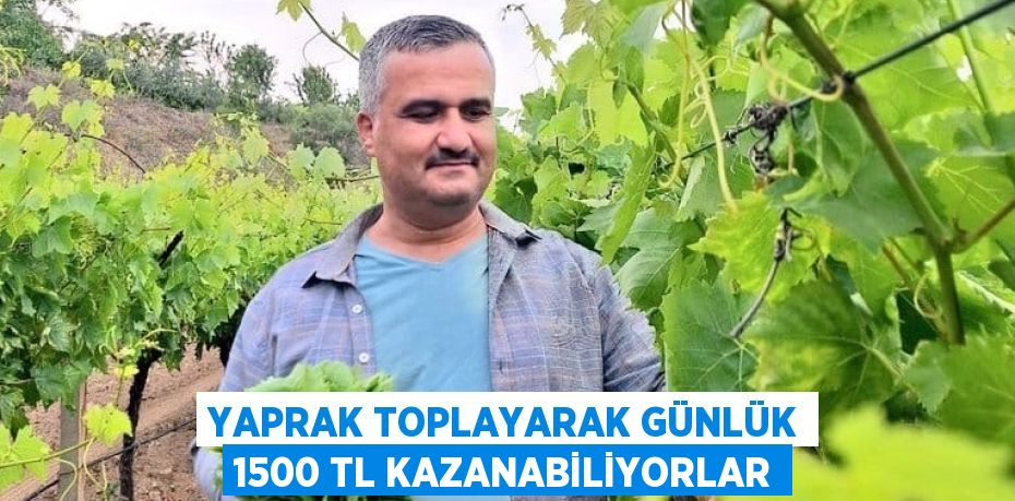 YAPRAK TOPLAYARAK GÜNLÜK 1500 TL KAZANABİLİYORLAR