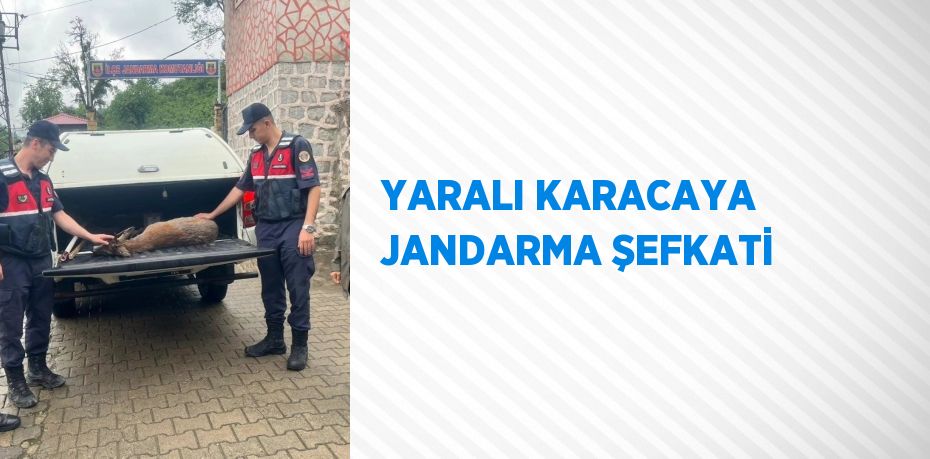 YARALI KARACAYA JANDARMA ŞEFKATİ