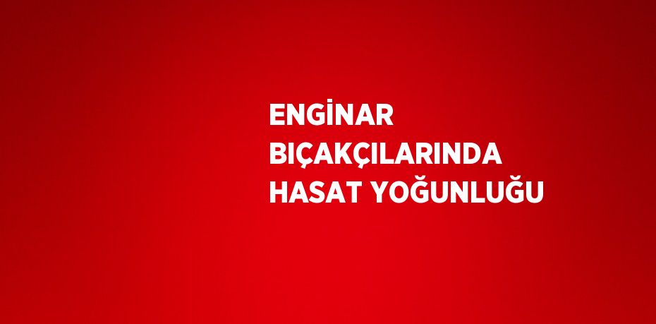 ENGİNAR BIÇAKÇILARINDA HASAT YOĞUNLUĞU