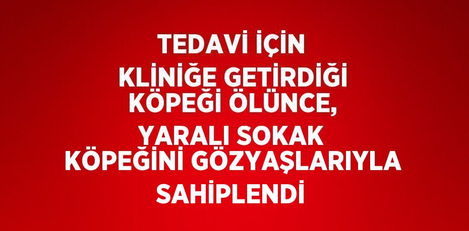 TEDAVİ İÇİN KLİNİĞE GETİRDİĞİ KÖPEĞİ ÖLÜNCE, YARALI SOKAK KÖPEĞİNİ GÖZYAŞLARIYLA SAHİPLENDİ