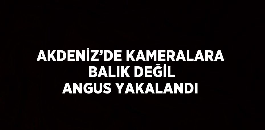 AKDENİZ’DE KAMERALARA BALIK DEĞİL ANGUS YAKALANDI