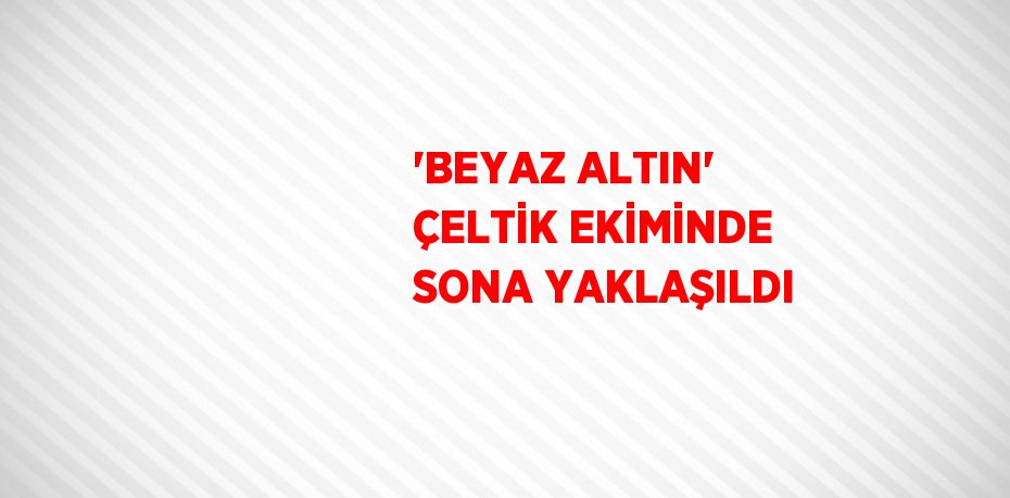 'BEYAZ ALTIN' ÇELTİK EKİMİNDE SONA YAKLAŞILDI
