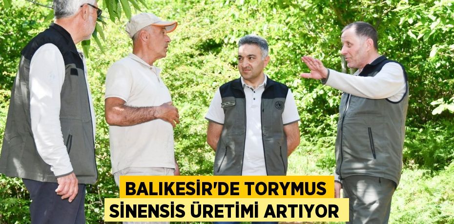 BALIKESİR’DE TORYMUS SİNENSİS ÜRETİMİ ARTIYOR