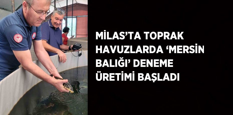 MİLAS’TA TOPRAK HAVUZLARDA ‘MERSİN BALIĞI’ DENEME ÜRETİMİ BAŞLADI