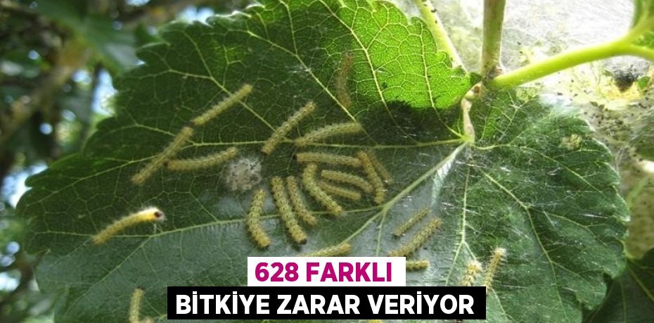 628 FARKLI BİTKİYE ZARAR VERİYOR