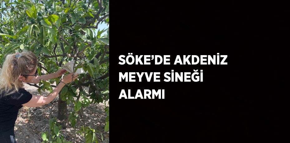 SÖKE’DE AKDENİZ MEYVE SİNEĞİ ALARMI