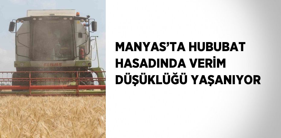 MANYAS’TA HUBUBAT HASADINDA VERİM DÜŞÜKLÜĞÜ YAŞANIYOR