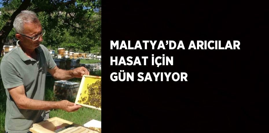 MALATYA’DA ARICILAR HASAT İÇİN GÜN SAYIYOR