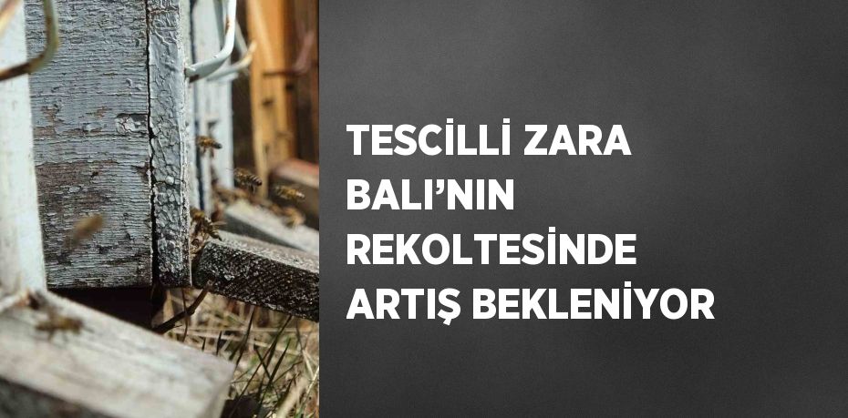 TESCİLLİ ZARA BALI’NIN REKOLTESİNDE ARTIŞ BEKLENİYOR