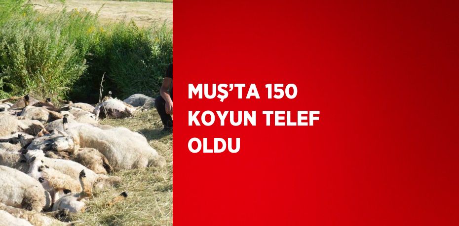 MUŞ’TA 150 KOYUN TELEF OLDU