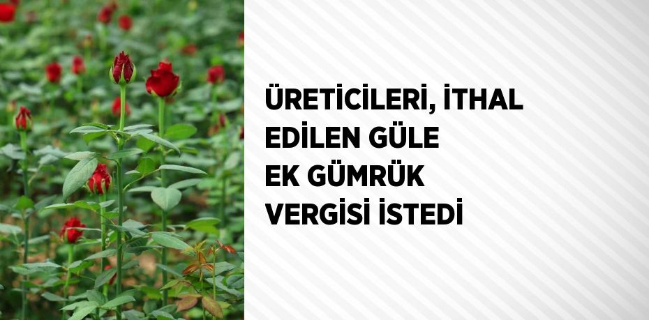 ÜRETİCİLERİ, İTHAL EDİLEN GÜLE EK GÜMRÜK VERGİSİ İSTEDİ