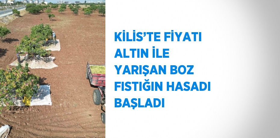 KİLİS’TE FİYATI ALTIN İLE YARIŞAN BOZ FISTIĞIN HASADI BAŞLADI