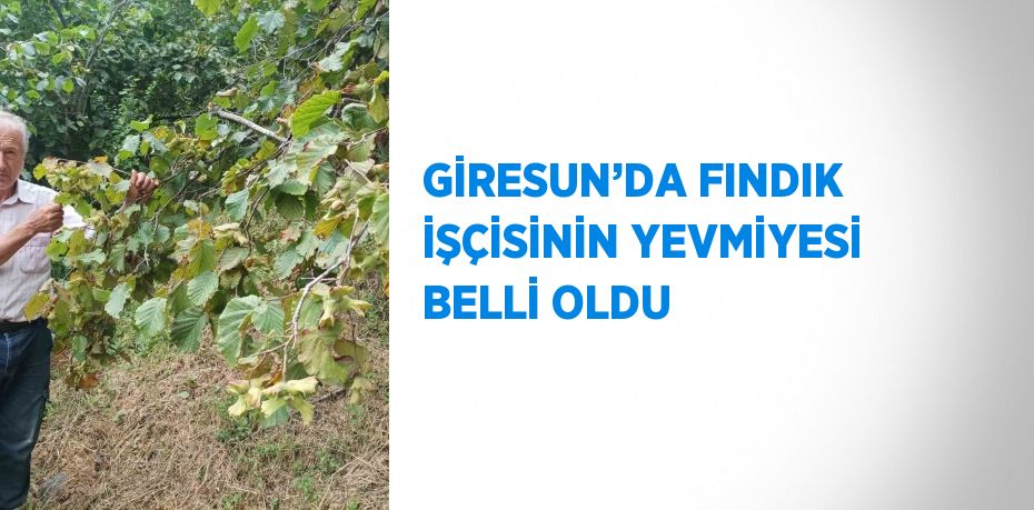 GİRESUN’DA FINDIK İŞÇİSİNİN YEVMİYESİ BELLİ OLDU