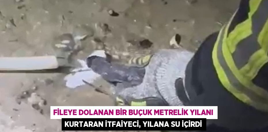 FİLEYE DOLANAN BİR BUÇUK METRELİK YILANI KURTARAN İTFAİYECİ, YILANA SU İÇİRDİ