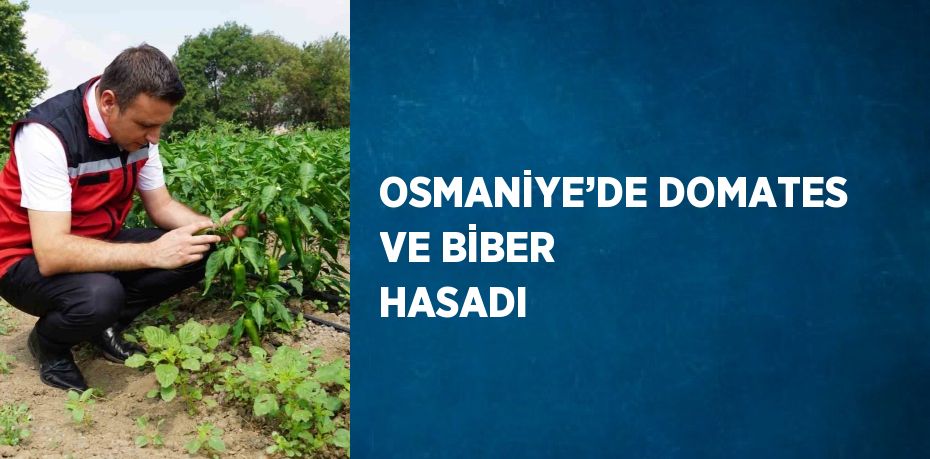 OSMANİYE’DE DOMATES VE BİBER HASADI