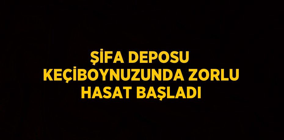 ŞİFA DEPOSU KEÇİBOYNUZUNDA ZORLU HASAT BAŞLADI