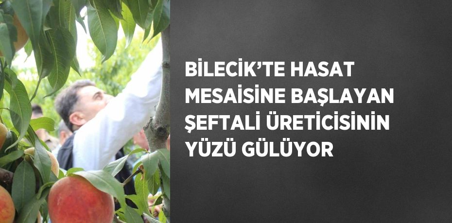 BİLECİK’TE HASAT MESAİSİNE BAŞLAYAN ŞEFTALİ ÜRETİCİSİNİN YÜZÜ GÜLÜYOR