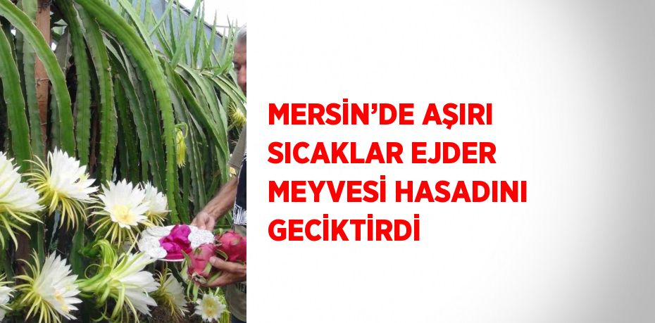 MERSİN’DE AŞIRI SICAKLAR EJDER MEYVESİ HASADINI GECİKTİRDİ