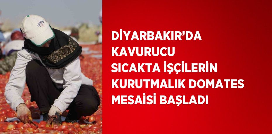 DİYARBAKIR’DA KAVURUCU SICAKTA İŞÇİLERİN KURUTMALIK DOMATES MESAİSİ BAŞLADI