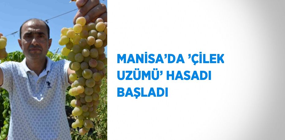 MANİSA’DA ’ÇİLEK UZÜMÜ’ HASADI BAŞLADI