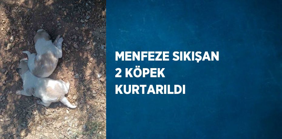 MENFEZE SIKIŞAN 2 KÖPEK KURTARILDI