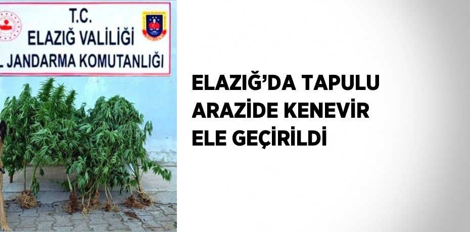 ELAZIĞ’DA TAPULU ARAZİDE KENEVİR ELE GEÇİRİLDİ