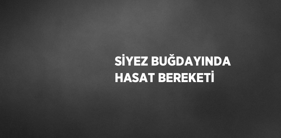 SİYEZ BUĞDAYINDA HASAT BEREKETİ