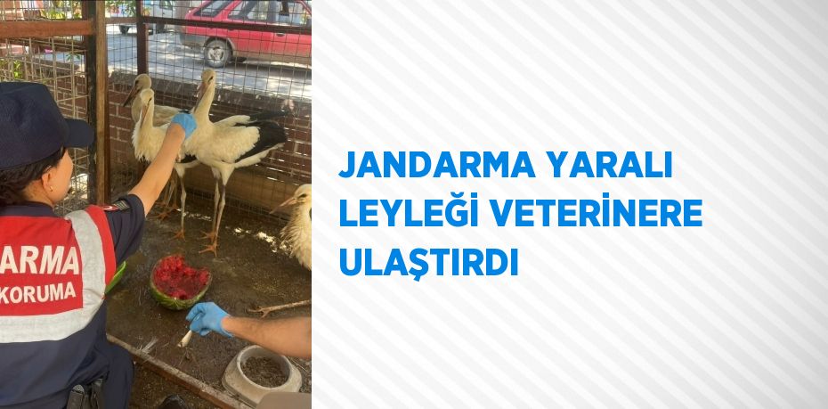 JANDARMA YARALI LEYLEĞİ VETERİNERE ULAŞTIRDI