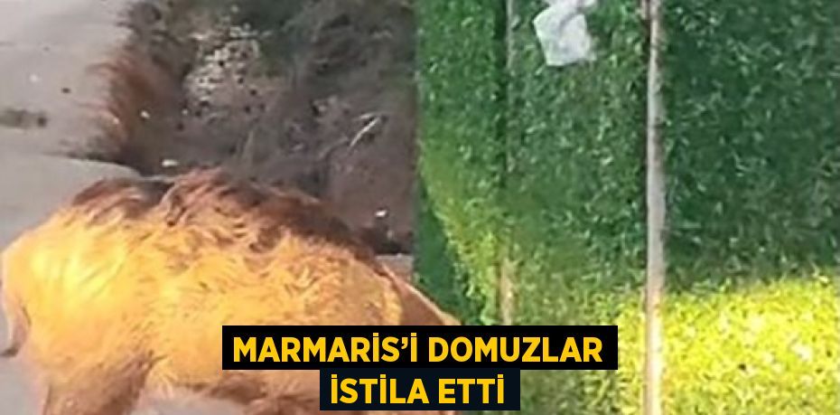 MARMARİS’İ DOMUZLAR İSTİLA ETTİ