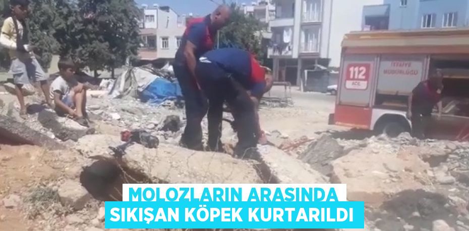 MOLOZLARIN ARASINDA SIKIŞAN KÖPEK KURTARILDI