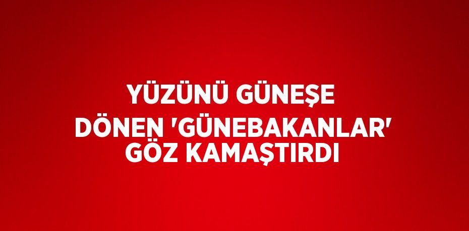 YÜZÜNÜ GÜNEŞE DÖNEN 'GÜNEBAKANLAR' GÖZ KAMAŞTIRDI