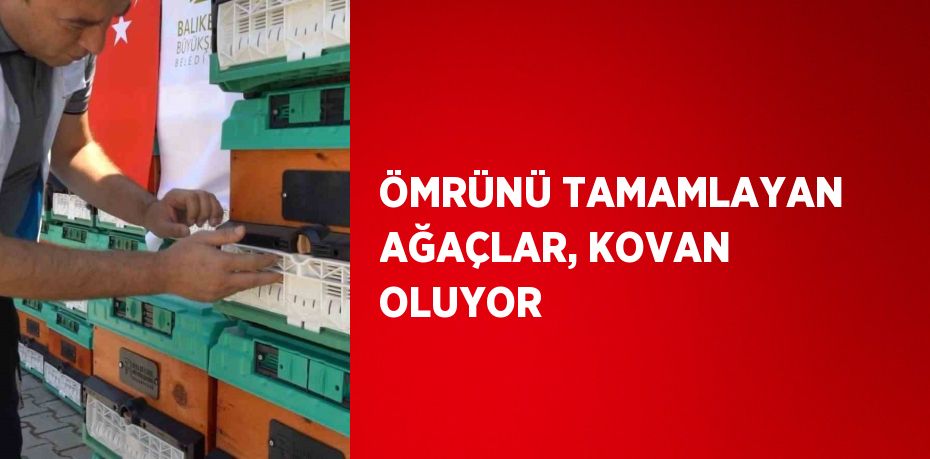 ÖMRÜNÜ TAMAMLAYAN AĞAÇLAR, KOVAN OLUYOR