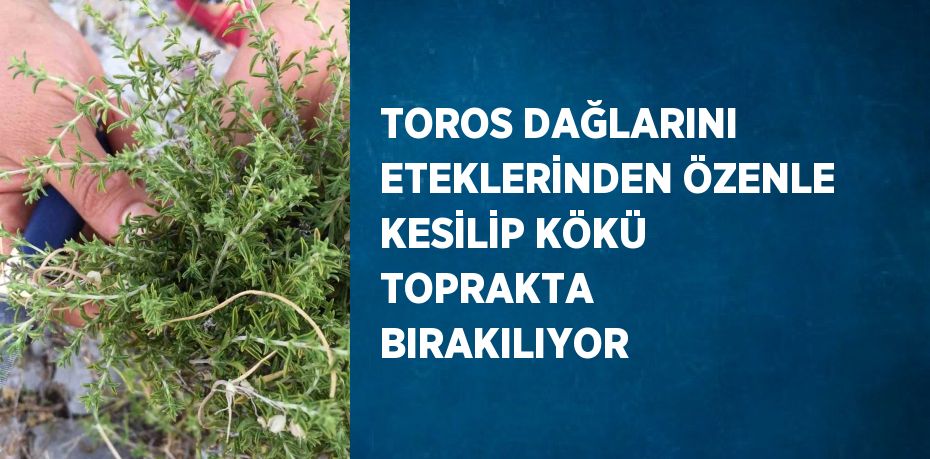 TOROS DAĞLARINI ETEKLERİNDEN ÖZENLE KESİLİP KÖKÜ TOPRAKTA BIRAKILIYOR