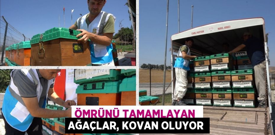 Ömrünü tamamlayan  ağaçlar, kovan oluyor