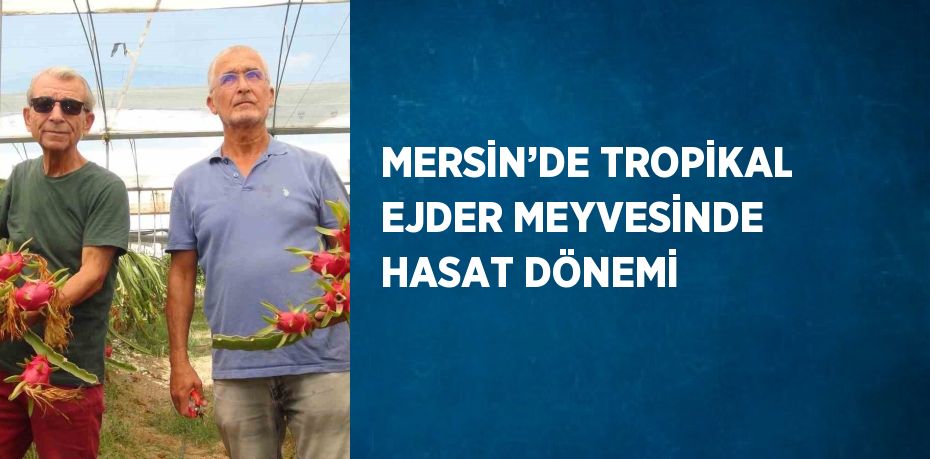 MERSİN’DE TROPİKAL EJDER MEYVESİNDE HASAT DÖNEMİ