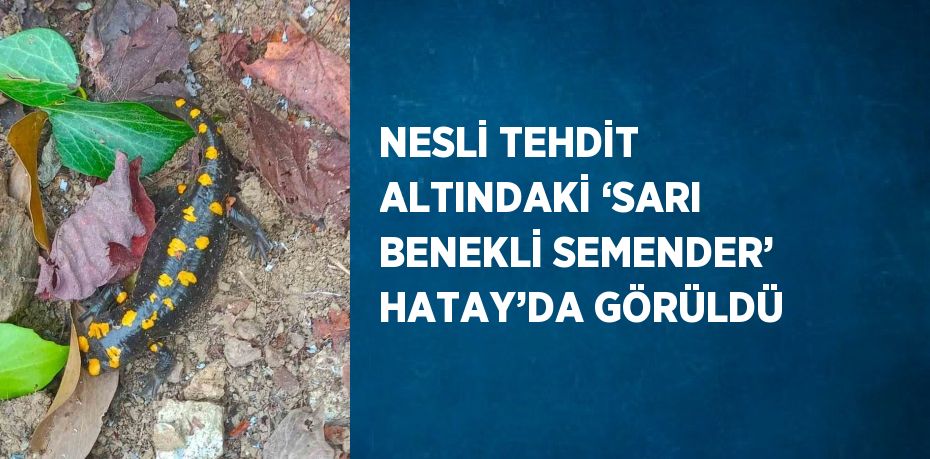 NESLİ TEHDİT ALTINDAKİ ‘SARI BENEKLİ SEMENDER’ HATAY’DA GÖRÜLDÜ