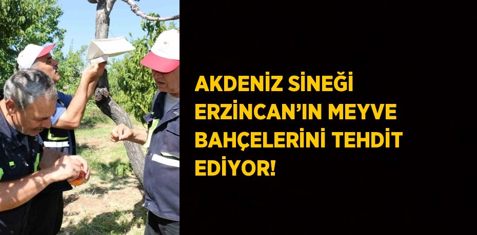 AKDENİZ SİNEĞİ ERZİNCAN’IN MEYVE BAHÇELERİNİ TEHDİT EDİYOR!