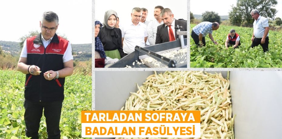 TARLADAN SOFRAYA BADALAN FASÜLYESİ