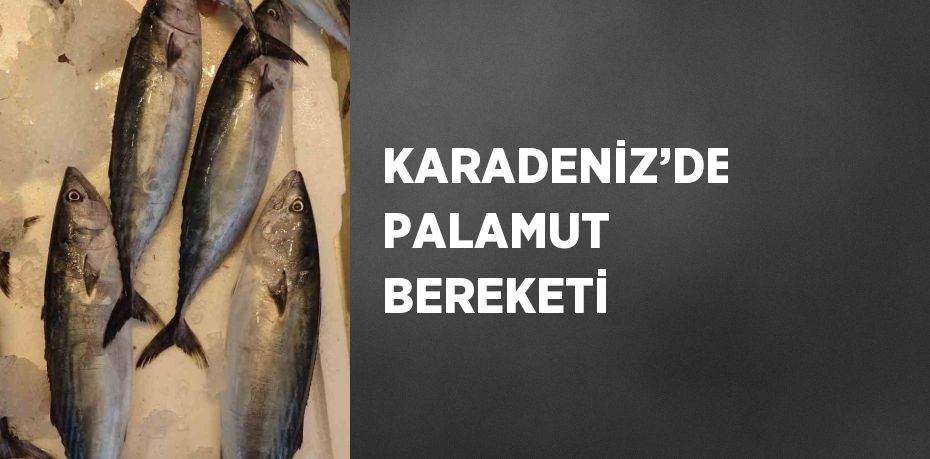 KARADENİZ’DE PALAMUT BEREKETİ