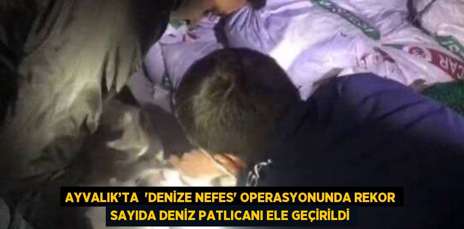 AYVALIK’TA  'DENİZE NEFES' OPERASYONUNDA REKOR SAYIDA DENİZ PATLICANI ELE GEÇİRİLDİ