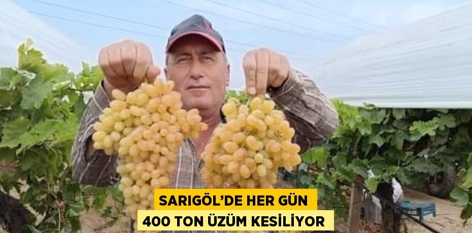 SARIGÖL’DE HER GÜN 400 TON ÜZÜM KESİLİYOR