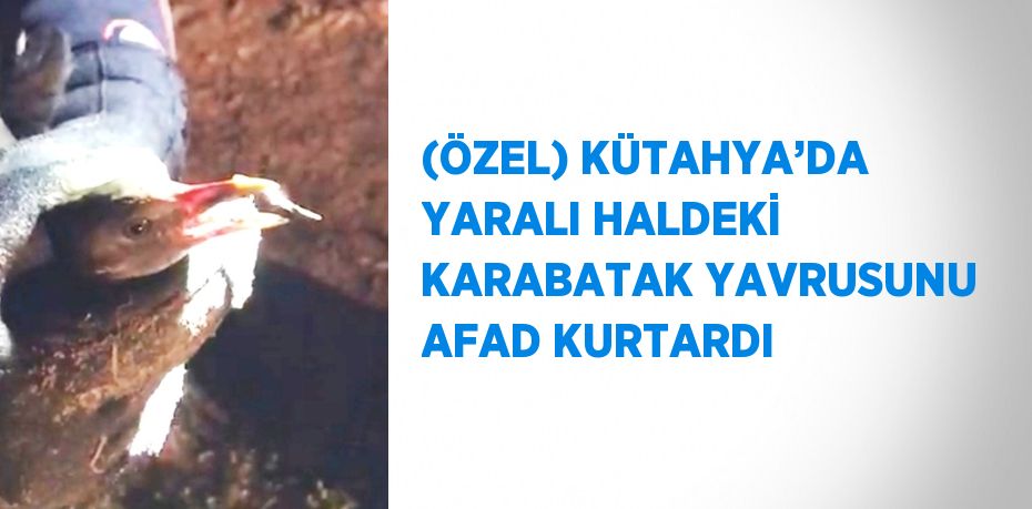 (ÖZEL) KÜTAHYA’DA YARALI HALDEKİ KARABATAK YAVRUSUNU AFAD KURTARDI